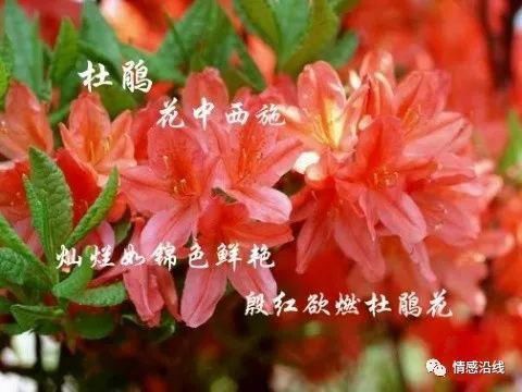 我国十大名花，你家养了几盆？