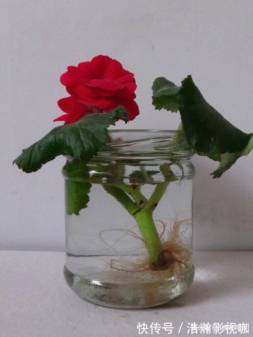 养四季海棠，摘1枝“水培”，20天就生根，漂亮的花儿四季开不停