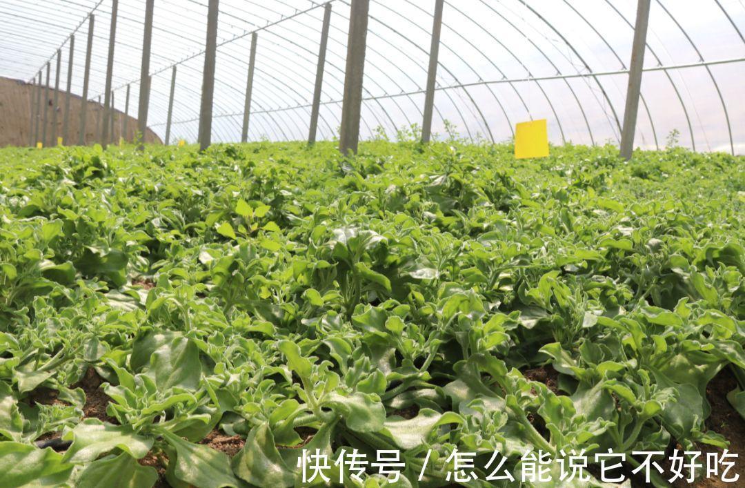 蔬菜|叶子上长满“水晶”，在非洲被当做肥皂，引进我国后20元一斤