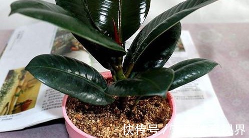 橡皮树|客厅摆什么盆栽植物好?选择这些准没错!既好看又好养,还能旺财