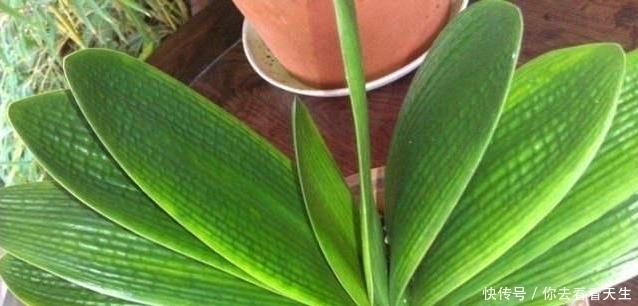 君子兰喜肥|教你一招让君子兰蹭蹭长,一年长两三对叶子!