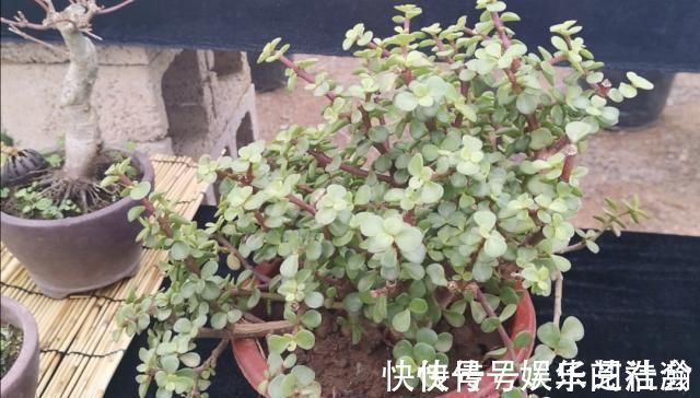 修剪|养金枝玉叶,怎样修剪、整形,才能把它打造成更美观的盆景