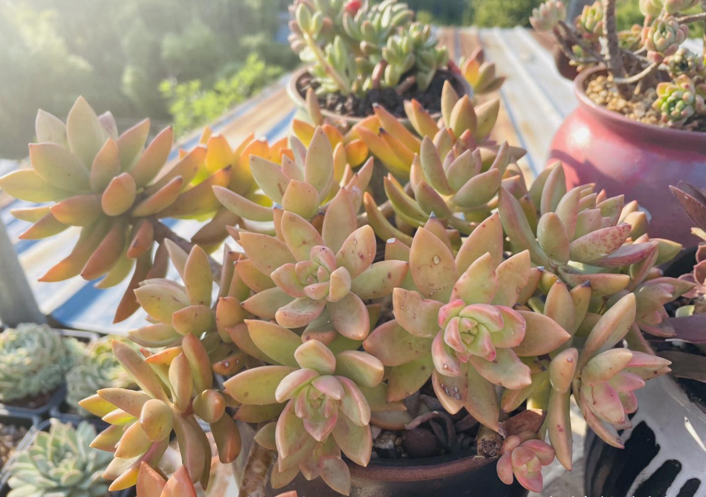 花芽|多肉长势差，这“三位置”剪一剪，“夏不黑腐”株型紧凑又好看