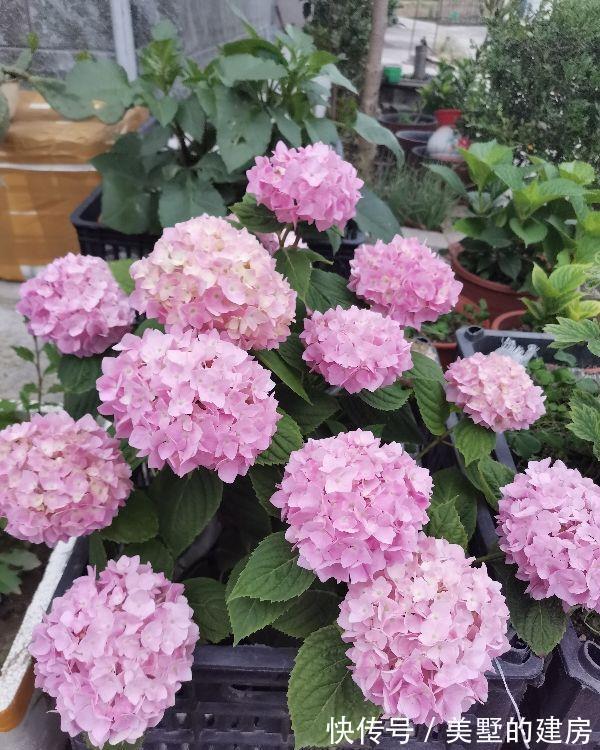 太阳花|6种“漂亮花”,七月快扦插,38度下,越热越生根,繁殖几十盆