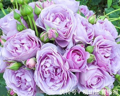 最值得养的6种月季,抗病性强,四季开花易爆盆,阳台庭院都能养