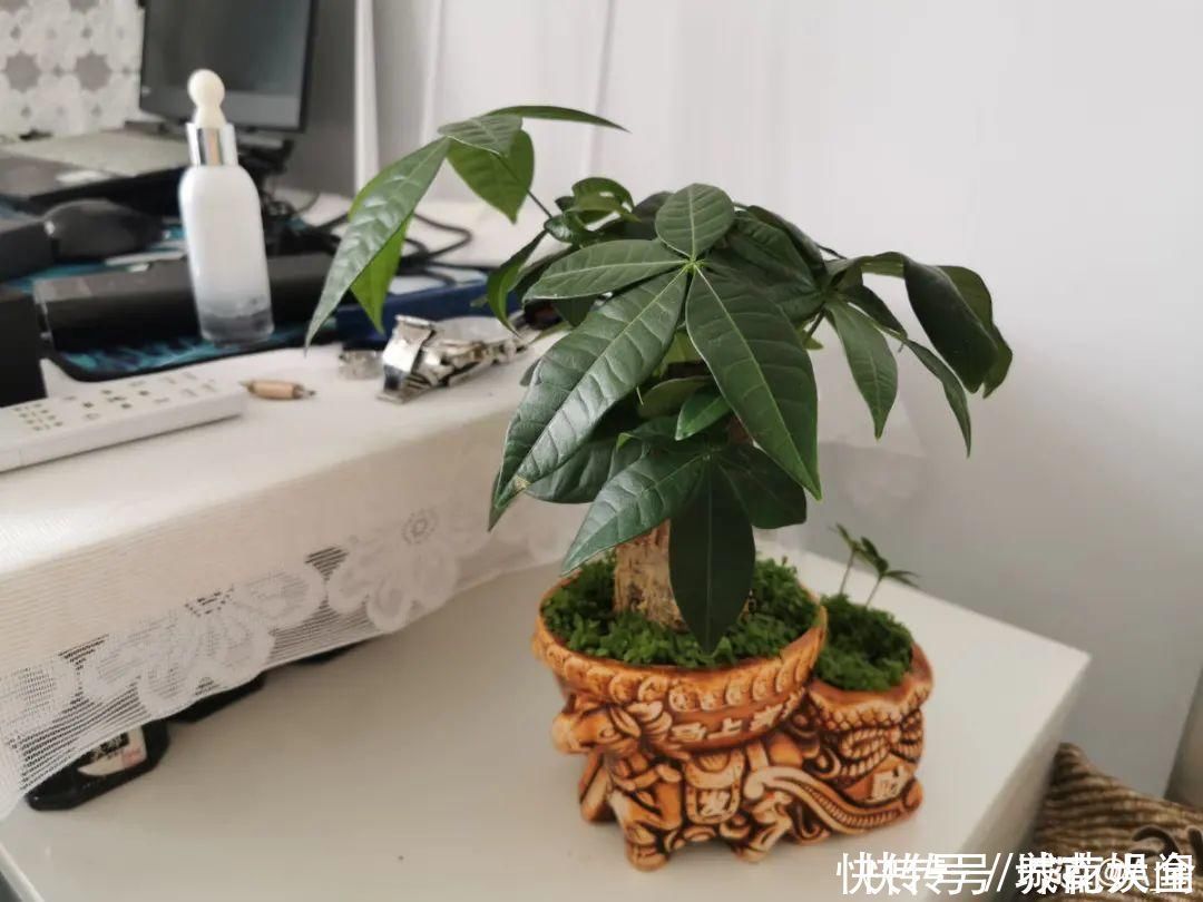 耐旱|超级耐旱花,整个冬天不浇水,还能胖一圈