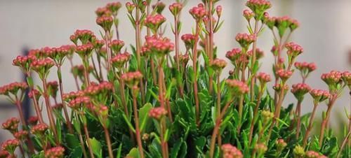 养花要“心狠”,这种枝条,见一根剪一根,开花翻十几倍