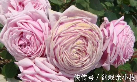 浓香|勤花，花大，浓香，不垂头，这就是月季结爱