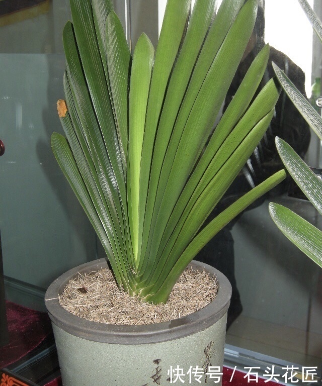 家里“4种东西”变质,埋在花盆里都“好肥料”,根壮、叶子绿