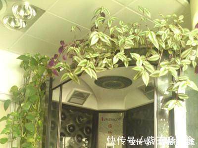 种花|这6种花超耐阴,放在卫生间养,不仅能消除异味还能净化空气!