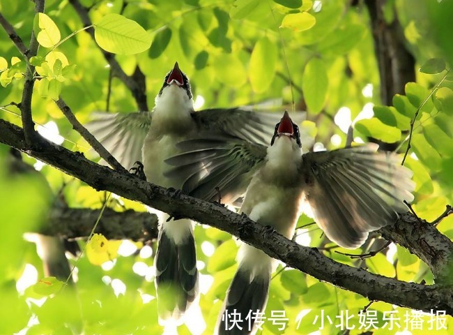 筑巢|“宅子出现四喜，家中能人辈出”，原来并非迷信，有一定道理！