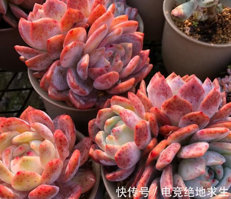 最美多肉植物橙梦露暴力控养技术