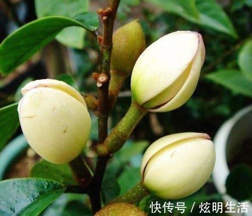 居室|6种“花”,自带香味,室内养1盆,比清新剂强1倍,无毒又环保