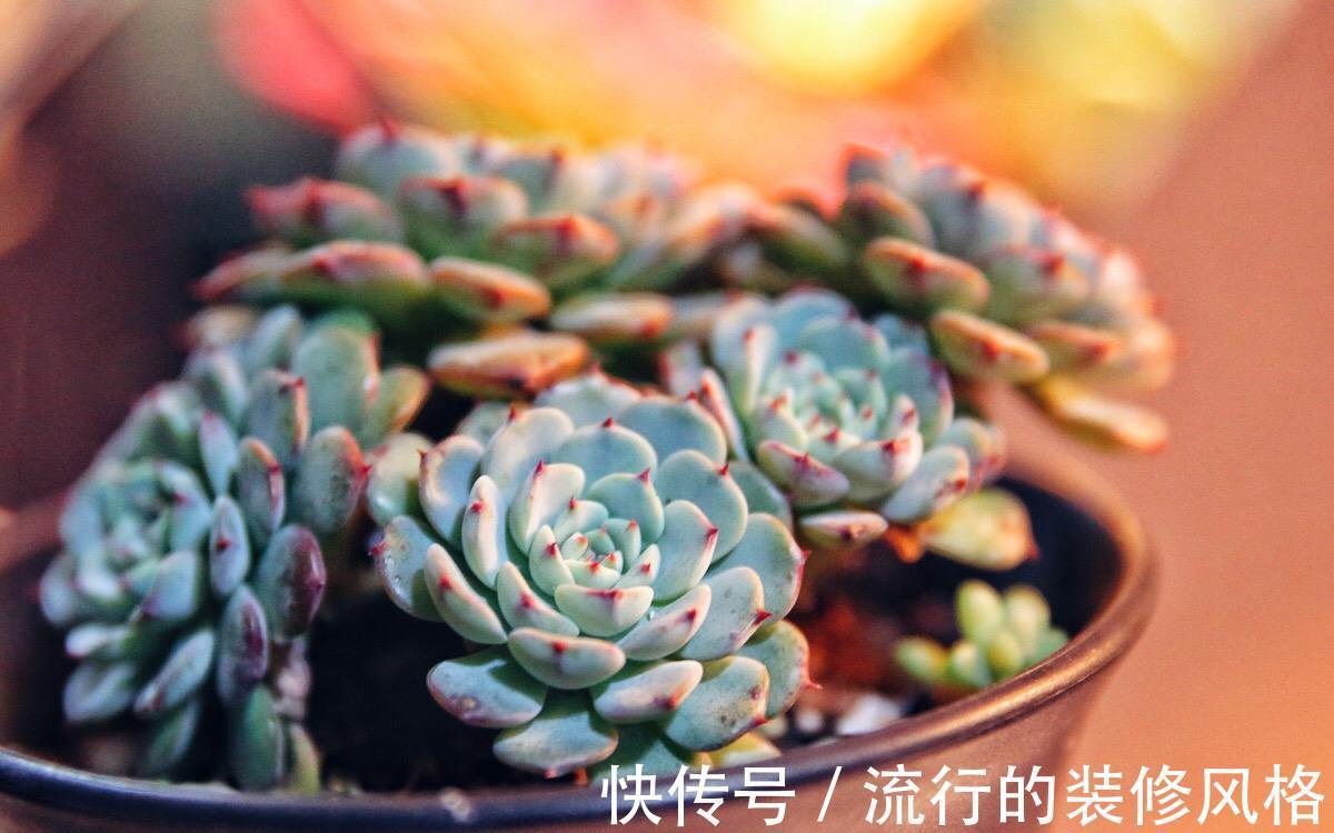 不想肉肉分分钟死给你看,赶紧入手这些皮实好养容易度夏的品种