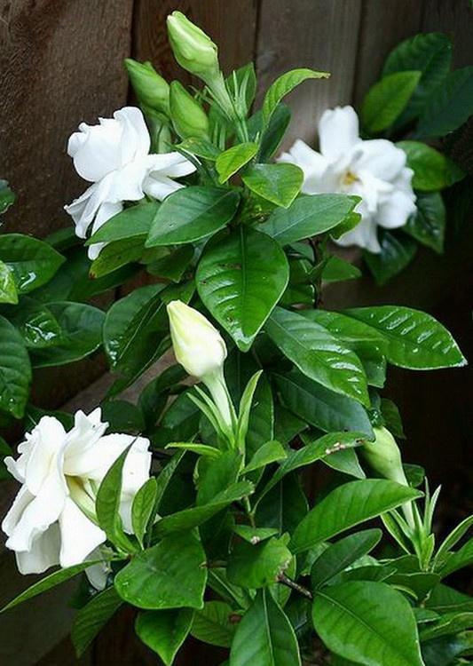 自制|扦插栀子、茉莉,使用垃圾自制“生根器”,7天冒白根,忒好养