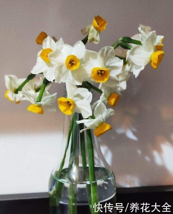 信子|4种“一次性”花卉,开完就赶紧扔掉,浪费精力也不再开花