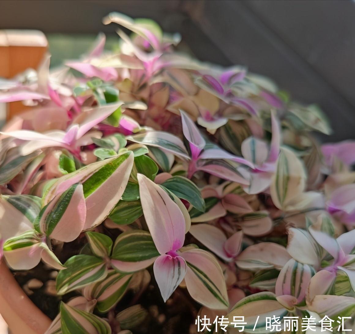 5种“彩色吊兰”，比绿萝更好看，关键是比绿萝好养的多