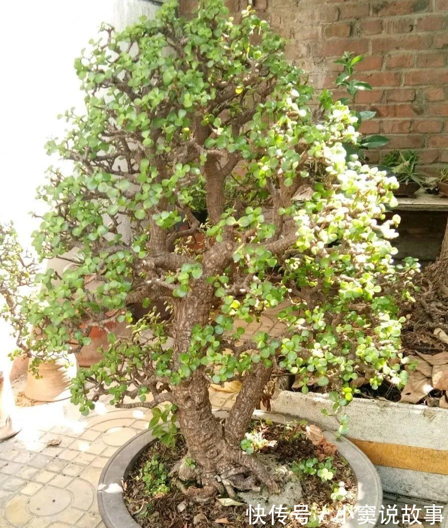 杜鹃|金枝玉叶不能长太高,越矮越值钱,一长高就砍!