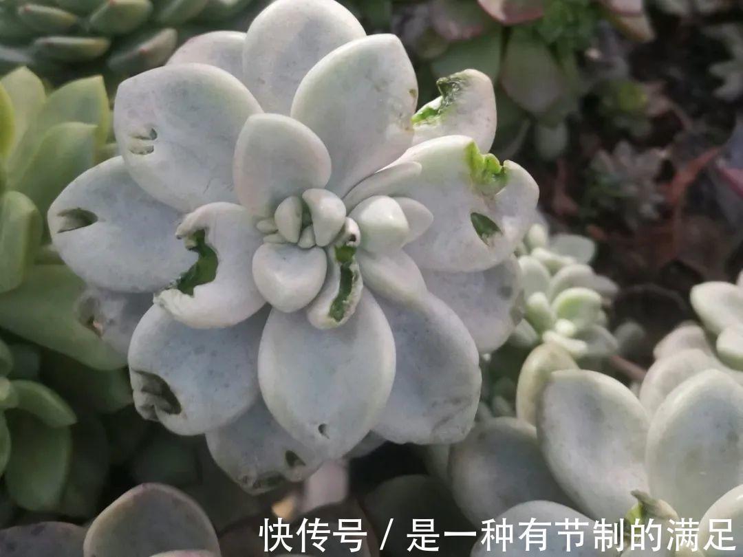 四川大哥养多肉，创意无极限，生活巴适得很！