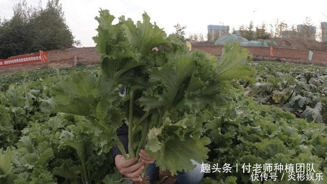 饺子|这3种蔬菜，长得好看，味道香，适合家庭种植，千万别错过了