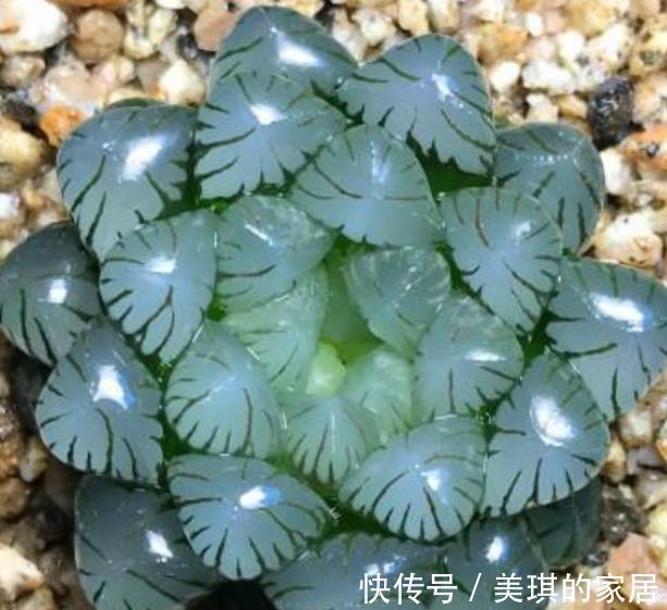 秋天养多肉玉露,“死记硬背”4个要点,叶片晶莹剔透美极了