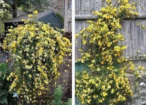 这花极耐寒花开半年，香飘满院，城里人还抢着种，它其实叫断肠草