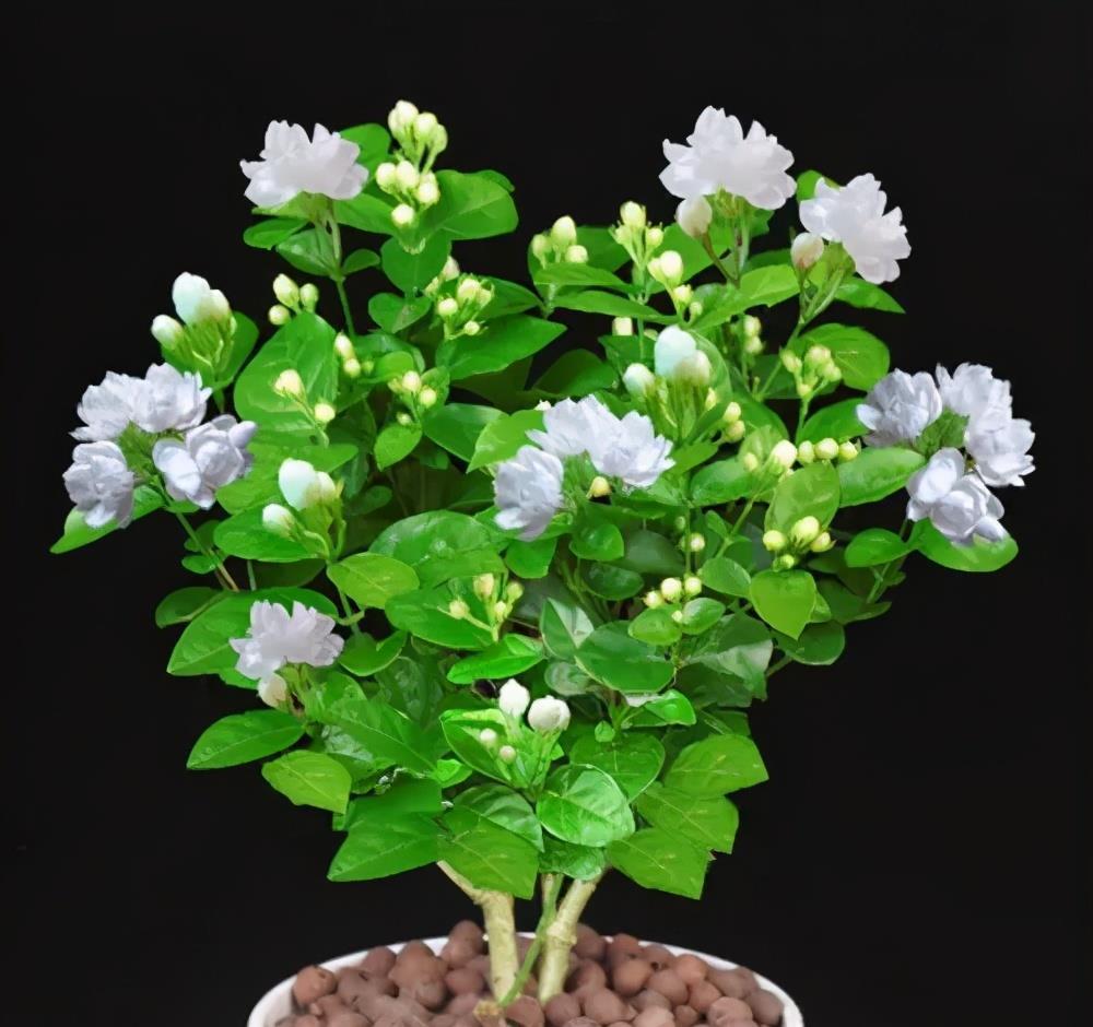 栀子花|7月公认难养的2种花,便宜也不买,一不小心就挂掉,切忌贪小便宜