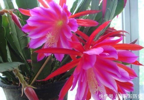 此花，花型硕大开花不见叶，颜值超荷花，比绿萝好养！