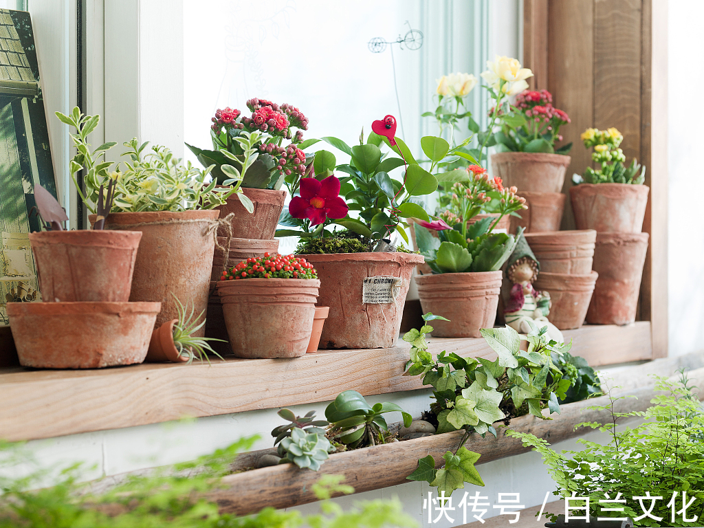 浇水|为什么你总把花养死深度剖析花草养不活的5个主要原因