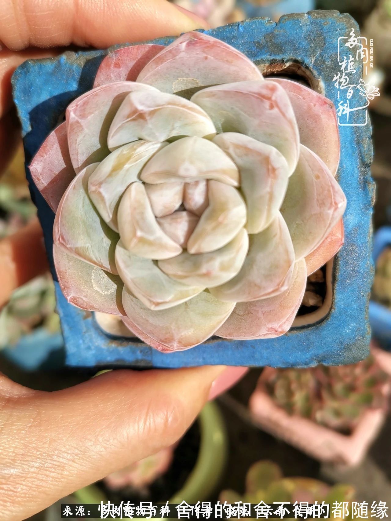 生活的本质就是爱,喜悦,和平!养多肉的快乐是金钱买不到的!