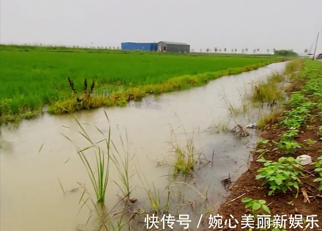 小伟|谁说钓鱼要装备好!我用的是竹竿钓鱼,还不是一样的上鱼了!