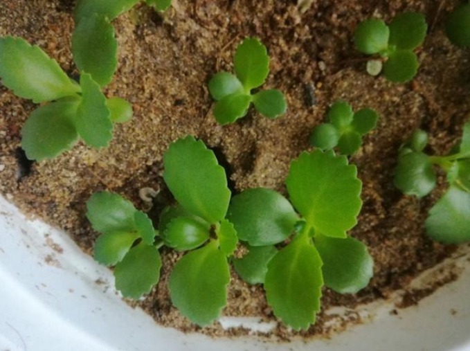 您家中可有盆栽这植物现在经济价值很高,值得你了解并重视