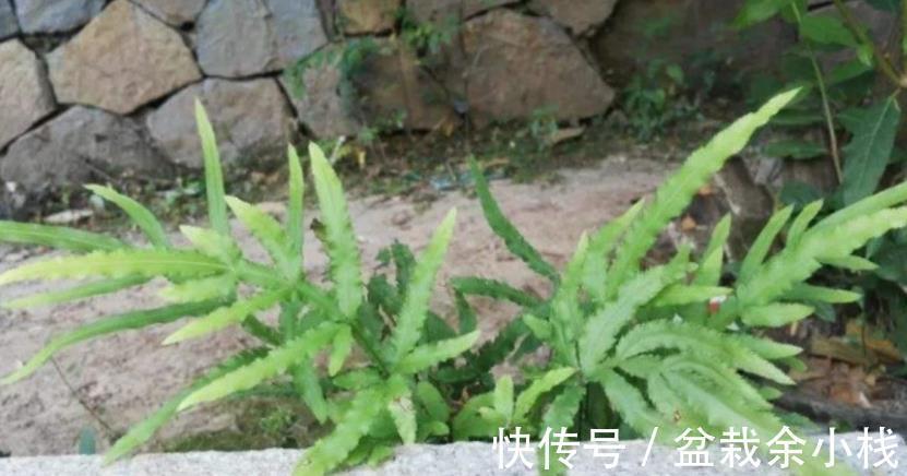 凤尾蕨|小时候常见的1种杂草，如今遍寻不到，制成盆景别有一番风趣