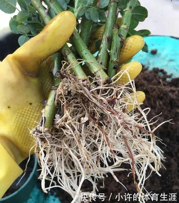 月季扦插用这招,插1棵活1棵,1盆变多盆,就是这么简单