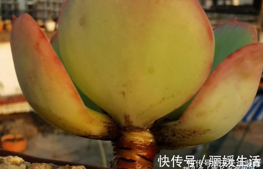 多肉底部的枯叶该摘掉吗?当然要摘,但有些品种的枯叶不能全摘