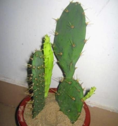 这3种植物,越“丑”越要养,在家养1盆空气清新,身体更健康