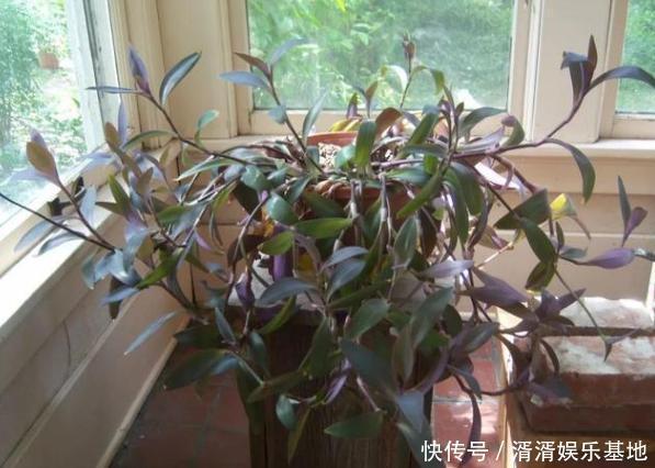 重视健康不喜欢运动在家养紫竹梅，注意3点净化作用明显