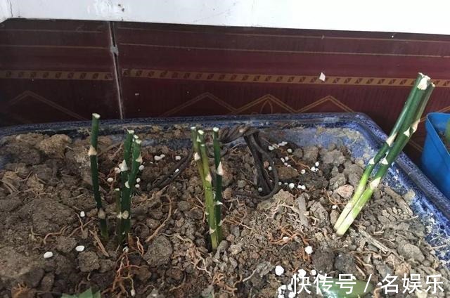 8种花现在赶紧剪,剃光头撸光叶,越狠越爆盆