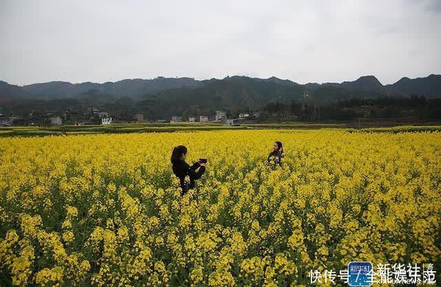 老年|贵州剑河：油菜花开醉游人