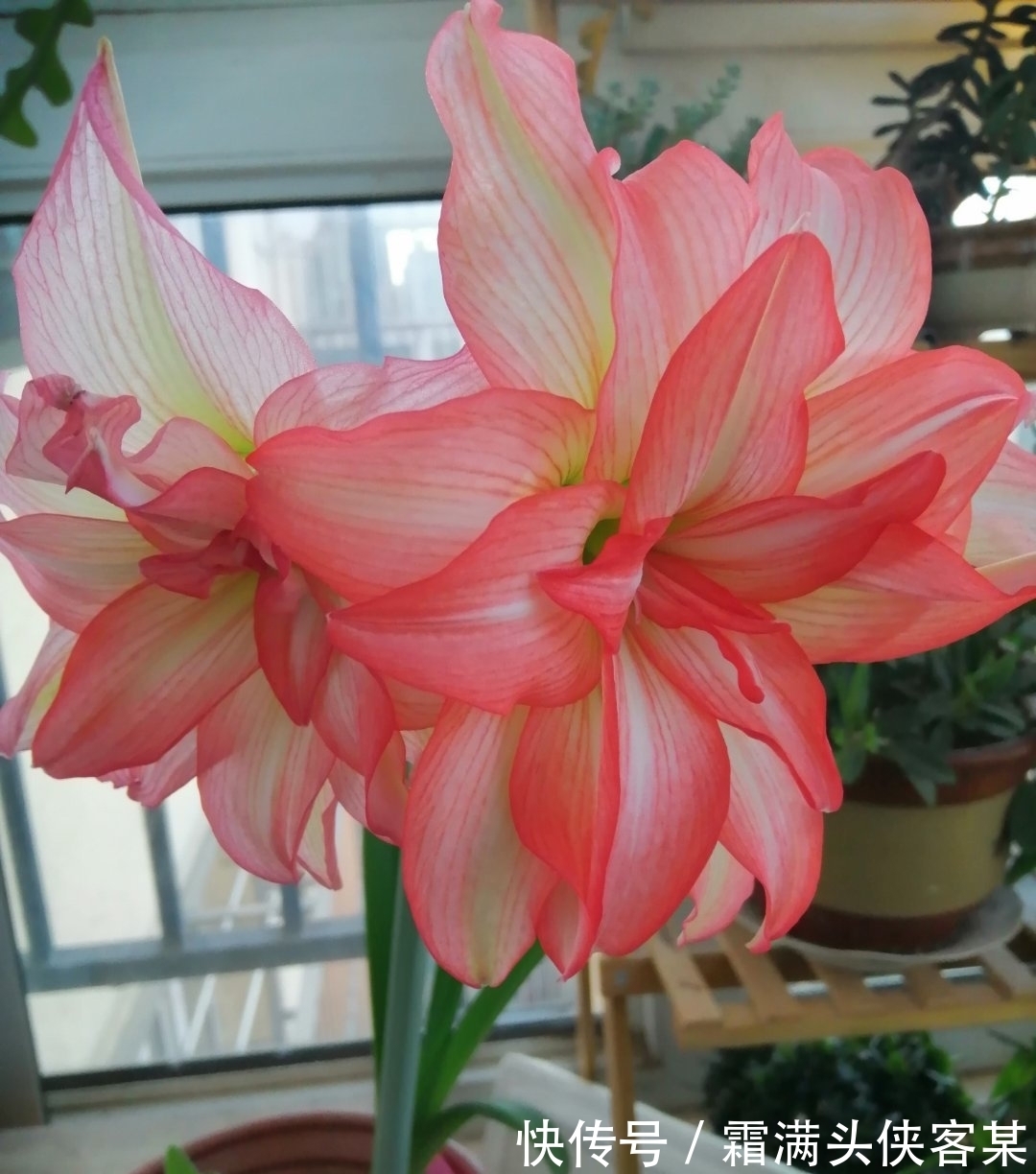 长势|朱顶红迟迟未开花,三个“小动作”催出一圈苞,单朵绽放一整季