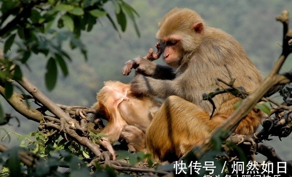 贵人|大金猴：哪月出生的属猴人，天生贵人多助，生意兴隆，看看有你吗