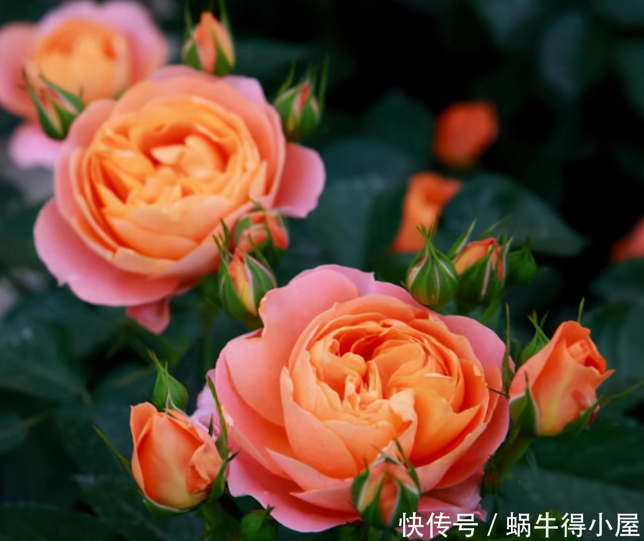 阳台上|建议爱花人:无论阳台大小,都要养一盆果汁阳台,是真漂亮!