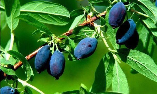 农民|过去农民用它酿酒,如今用来榨汁,人称“饮料之王”,5元一杯