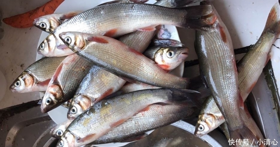 菜市场|这是淡水中最难吃的鱼,买一斤送两斤,常年在河道泛滥