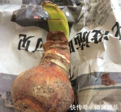 朱顶红开花之后,一个“小动作”,又开一茬花,花大色艳特别美!