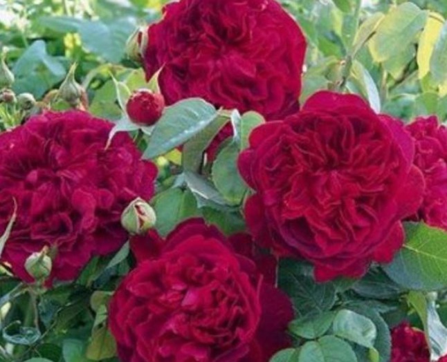 牙签苗纤细瘦弱,怀疑它是否能开花,但却总能给人惊喜