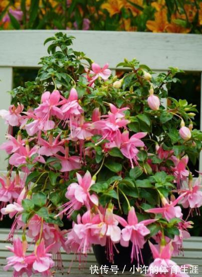 专为北阳台而生的6种花，耐阴又好养，随便养几盆打造成小花园