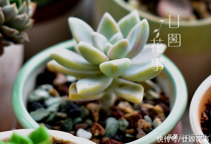 好心|多肉上盆后，新手喜欢拔苗助长，以为是“好心”，结果肉肉没服盆