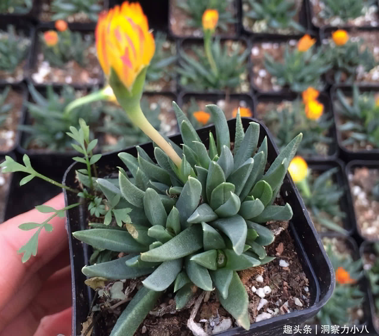 多肉入春易长“小尾巴”,别犹豫快掐掉,否则容易摊成“一张饼”