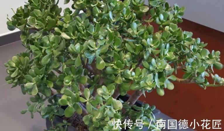 家庭养玉树：多注意4项事，长得枝叶繁茂，格外出彩